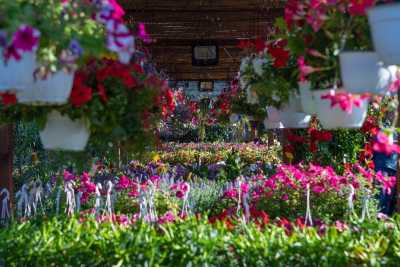 Tra profumi e colori viaggio nei vivai baresi: �Il settore "garden" � in continua espansione�